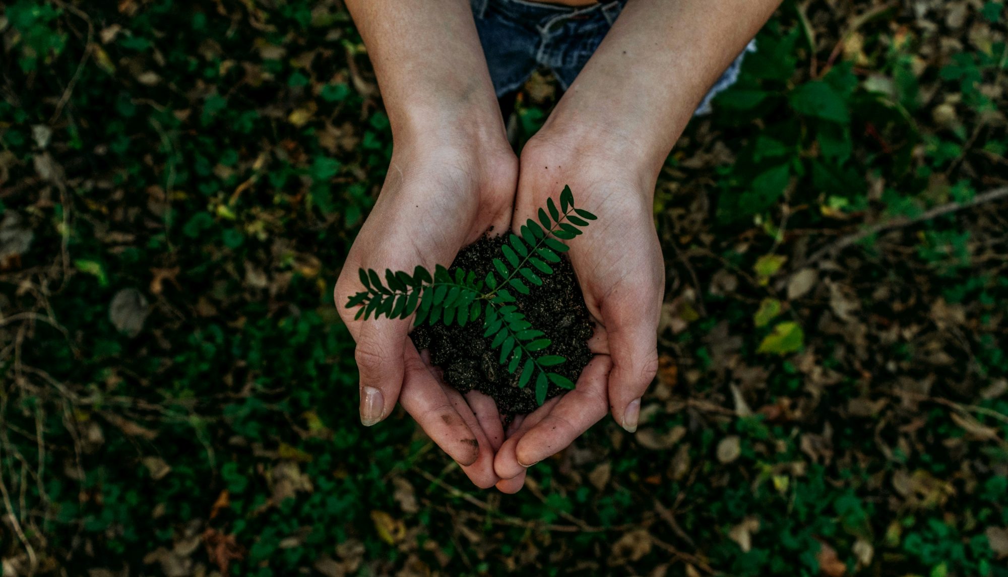 Cupped hands holding soil and a young seedling